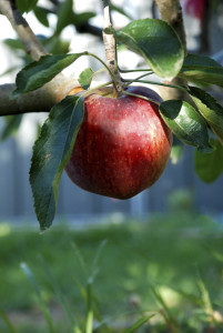 Red Delicious Apple Hanging on a Tree Branch